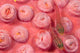 Indonesia, Striped Triplefin On Pink Tubastraea Coral Wall Mural