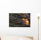 Indonesia, Clown Anemonefish In Anenome Wall Mural
