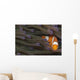 Indonesia, Clown Anemonefish In Anenome Wall Mural