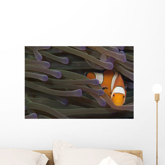 Indonesia, Clown Anemonefish In Anenome Wall Mural