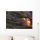 Indonesia, Clown Anemonefish In Anenome Wall Mural