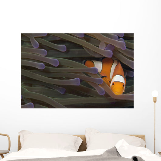 Indonesia, Clown Anemonefish In Anenome Wall Mural