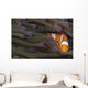 Indonesia, Clown Anemonefish In Anenome Wall Mural