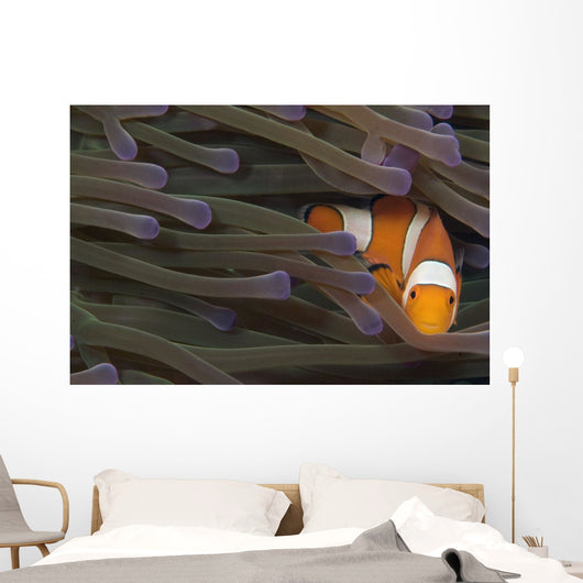 Indonesia, Clown Anemonefish In Anenome Wall Mural