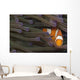 Indonesia, Clown Anemonefish In Anenome Wall Mural