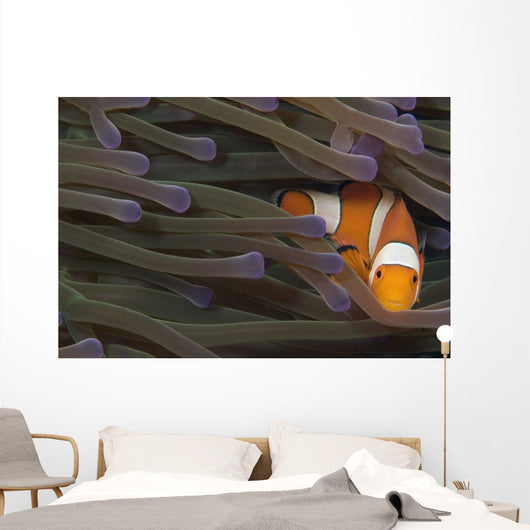Indonesia, Clown Anemonefish In Anenome Wall Mural