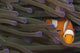 Indonesia, Clown Anemonefish In Anenome Wall Mural
