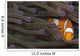 Indonesia, Clown Anemonefish In Anenome Wall Mural