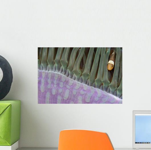 Indonesia, Clown Anemonefish In Anenome Wall Mural