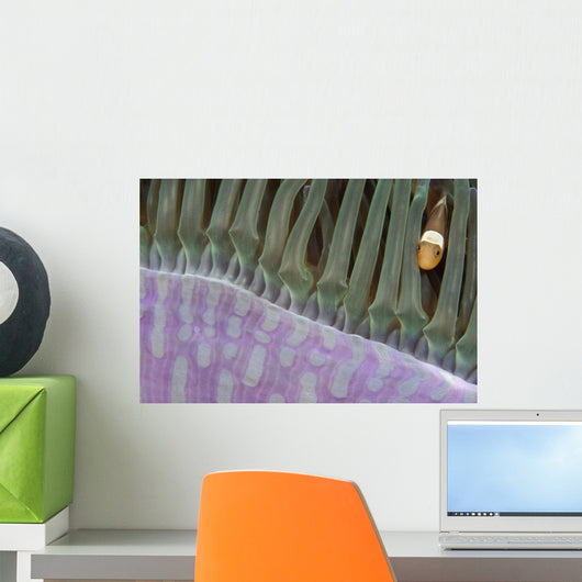 Indonesia, Clown Anemonefish In Anenome Wall Mural