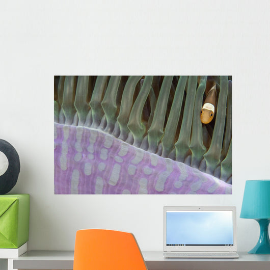 Indonesia, Clown Anemonefish In Anenome Wall Mural