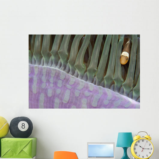 Indonesia, Clown Anemonefish In Anenome Wall Mural