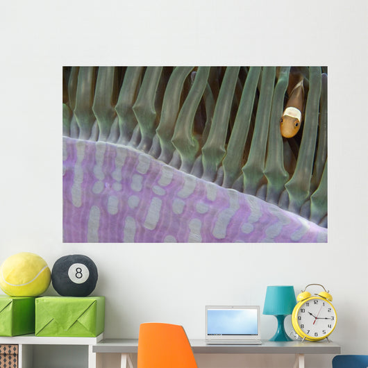 Indonesia, Clown Anemonefish In Anenome Wall Mural