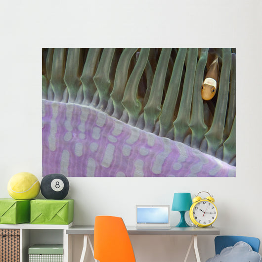 Indonesia, Clown Anemonefish In Anenome Wall Mural