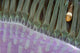 Indonesia, Clown Anemonefish In Anenome Wall Mural