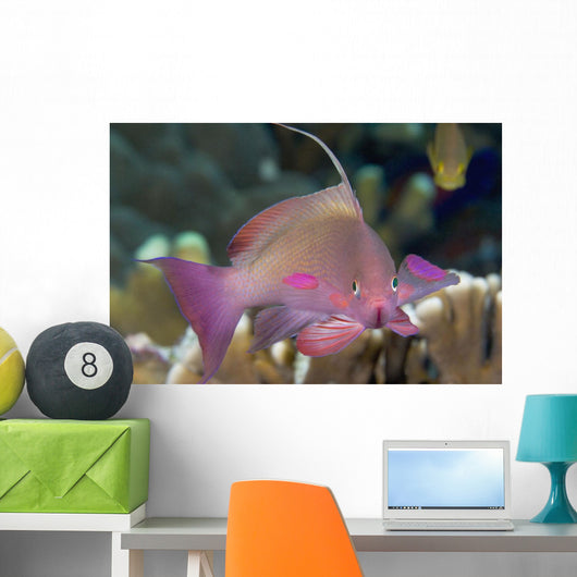 Indonesia, Lyre-Tail Anthias Or Basslet Wall Mural