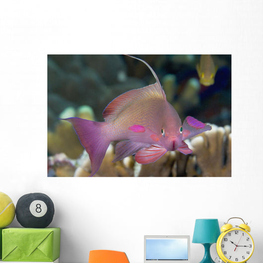 Indonesia, Lyre-Tail Anthias Or Basslet Wall Mural