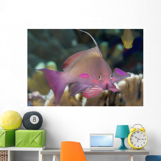 Indonesia, Lyre-Tail Anthias Or Basslet Wall Mural