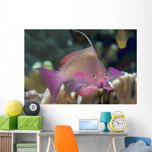 Indonesia, Lyre-Tail Anthias Or Basslet Wall Mural