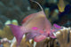 Indonesia, Lyre-Tail Anthias Or Basslet Wall Mural