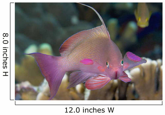 Indonesia, Lyre-Tail Anthias Or Basslet Wall Mural
