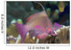 Indonesia, Lyre-Tail Anthias Or Basslet Wall Mural