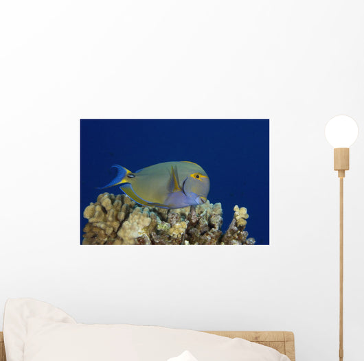 Hawaii, Maui, Eyestripe Surgeonfish Wall Mural