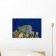 Hawaii, Maui, Eyestripe Surgeonfish Wall Mural