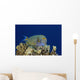 Hawaii, Maui, Eyestripe Surgeonfish Wall Mural