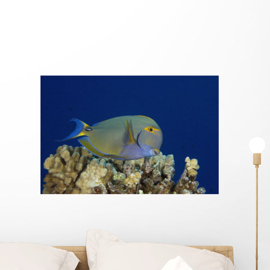 Hawaii, Maui, Eyestripe Surgeonfish Wall Mural