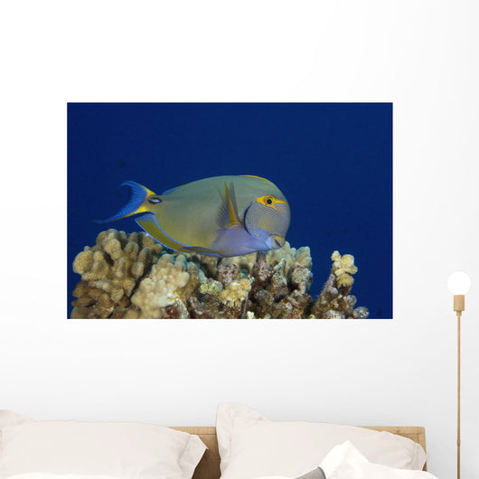 Hawaii, Maui, Eyestripe Surgeonfish Wall Mural