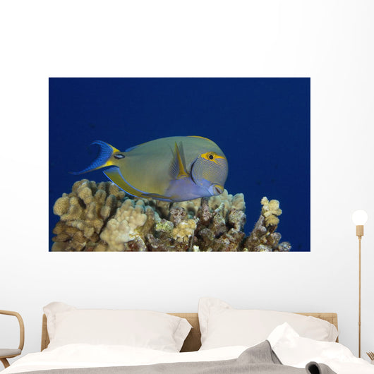 Hawaii, Maui, Eyestripe Surgeonfish Wall Mural