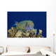 Hawaii, Maui, Eyestripe Surgeonfish Wall Mural