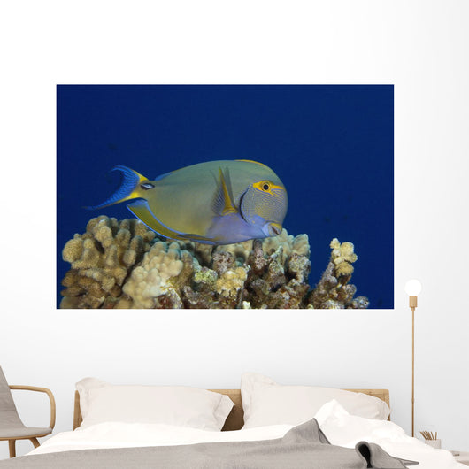 Hawaii, Maui, Eyestripe Surgeonfish Wall Mural