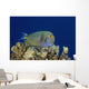 Hawaii, Maui, Eyestripe Surgeonfish Wall Mural