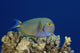 Hawaii, Maui, Eyestripe Surgeonfish Wall Mural