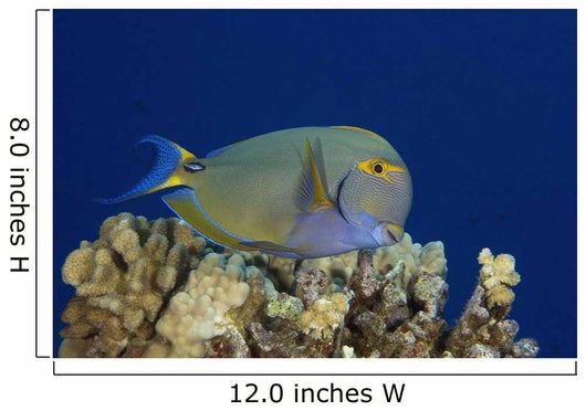 Hawaii, Maui, Eyestripe Surgeonfish Wall Mural