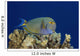 Hawaii, Maui, Eyestripe Surgeonfish Wall Mural