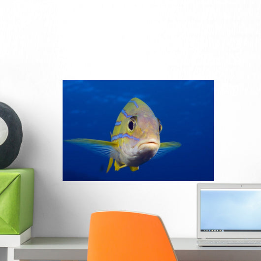 Hawaii, Maui, Bluestripe Snapper Wall Mural