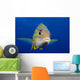 Hawaii, Maui, Bluestripe Snapper Wall Mural