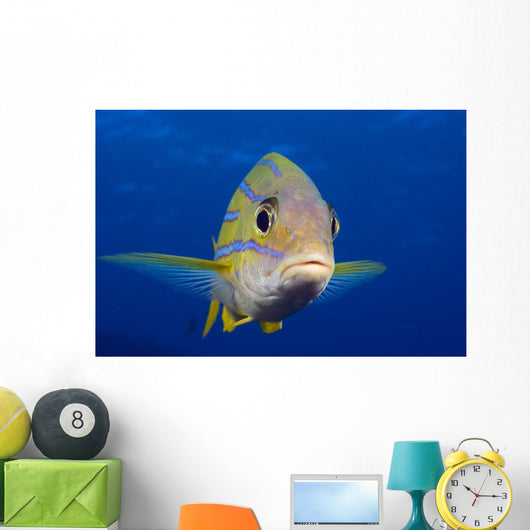 Hawaii, Maui, Bluestripe Snapper Wall Mural