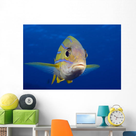 Hawaii, Maui, Bluestripe Snapper Wall Mural