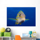 Hawaii, Maui, Bluestripe Snapper Wall Mural