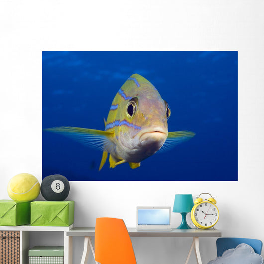 Hawaii, Maui, Bluestripe Snapper Wall Mural