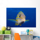 Hawaii, Maui, Bluestripe Snapper Wall Mural