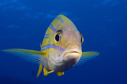 Hawaii, Maui, Bluestripe Snapper Wall Mural