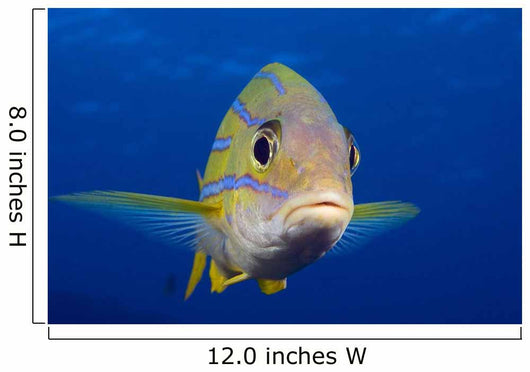 Hawaii, Maui, Bluestripe Snapper Wall Mural