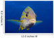 Hawaii, Maui, Bluestripe Snapper Wall Mural