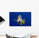 Hawaii, Maui, Bluestripe Snapper Wall Mural