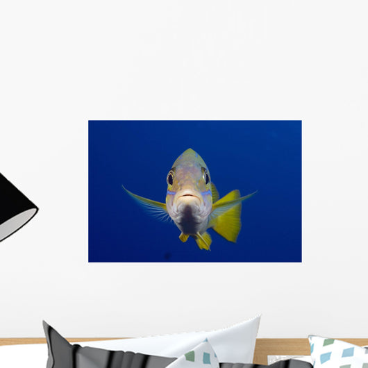 Hawaii, Maui, Bluestripe Snapper Wall Mural